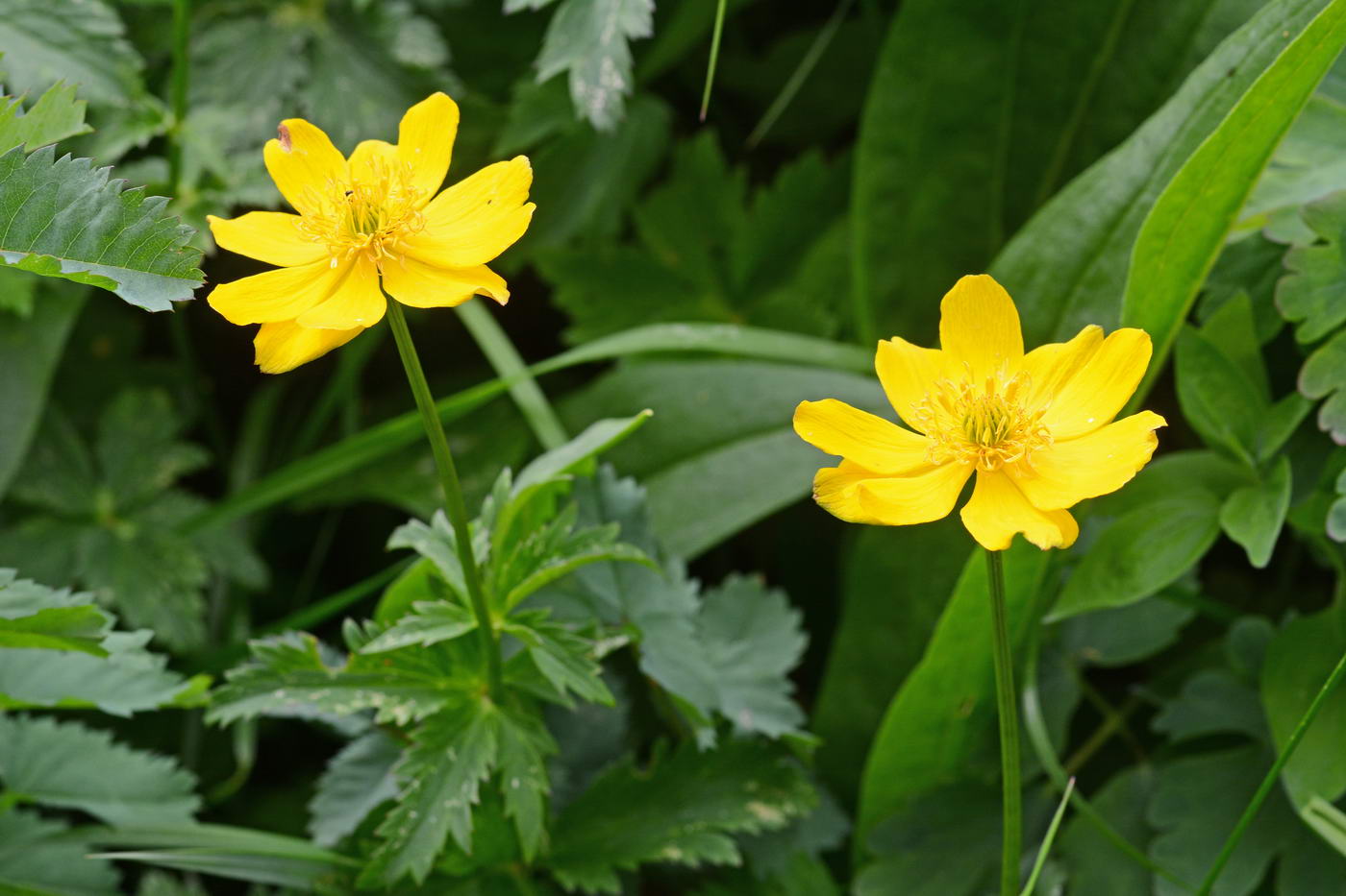 Image of Trollius dschungaricus specimen.