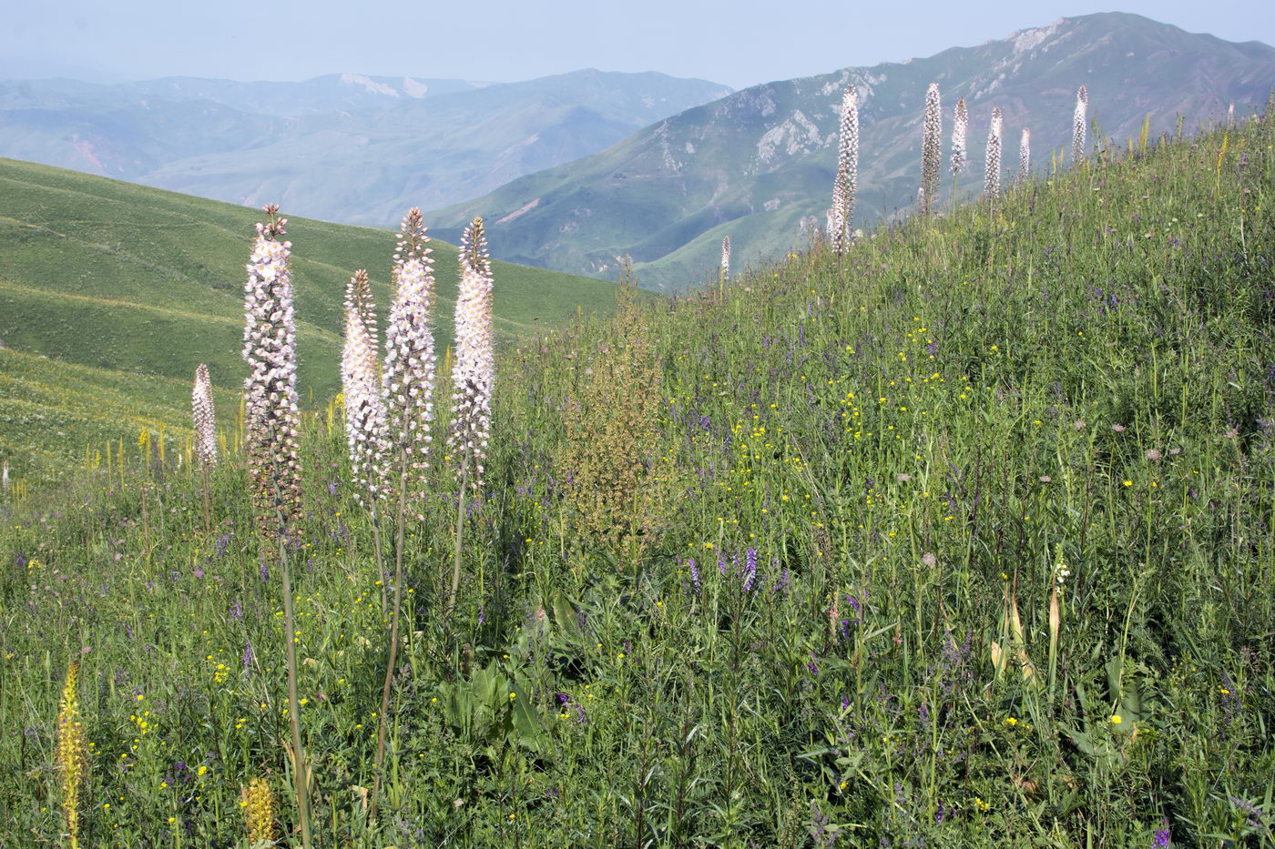 Изображение особи Eremurus robustus.