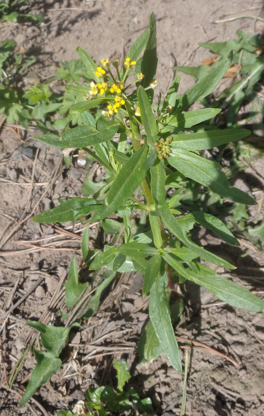 Image of Erysimum cheiranthoides specimen.