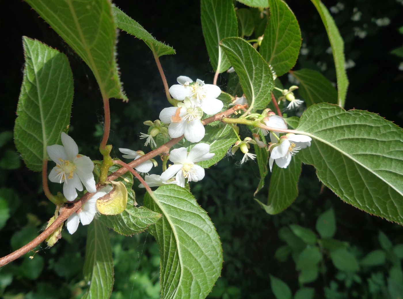 Изображение особи Actinidia kolomikta.