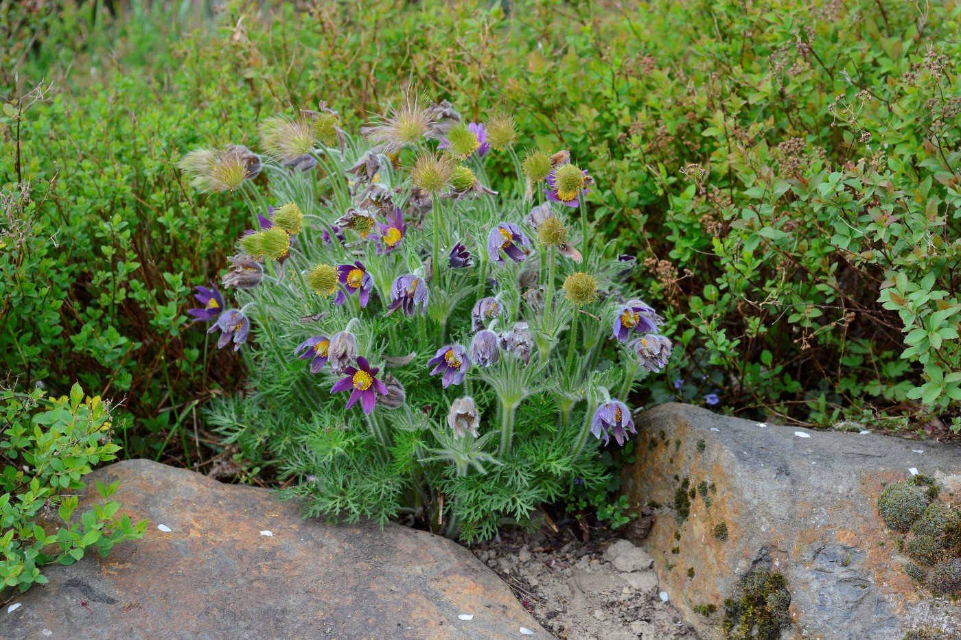 Image of Pulsatilla vulgaris specimen.