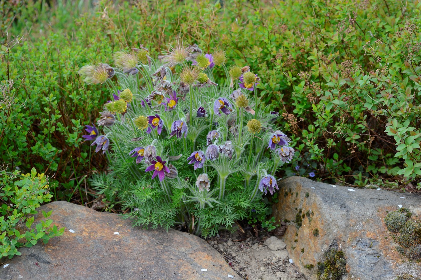 Изображение особи Pulsatilla vulgaris.