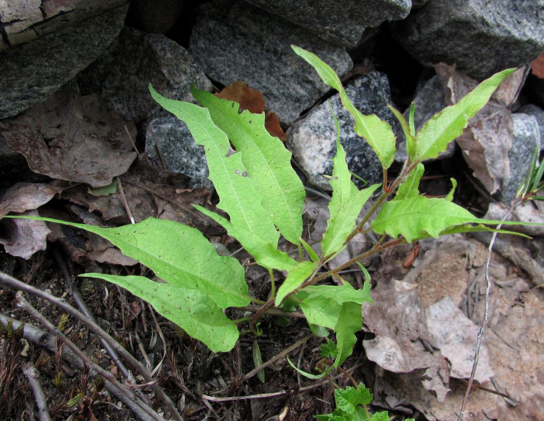 Image of Populus tremula specimen.