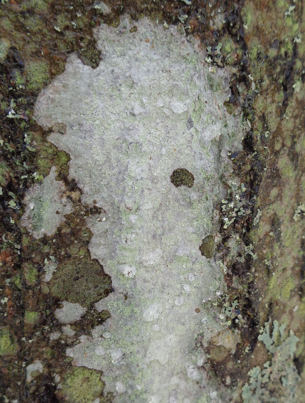 Image of division Ascomycota specimen.