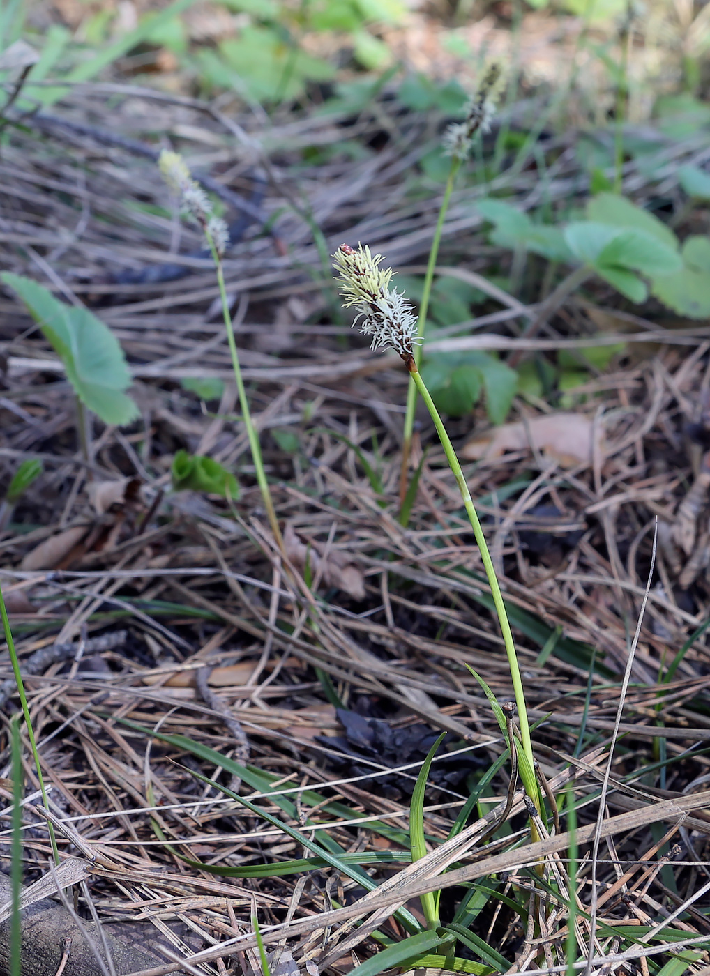 Image of Carex ericetorum specimen.