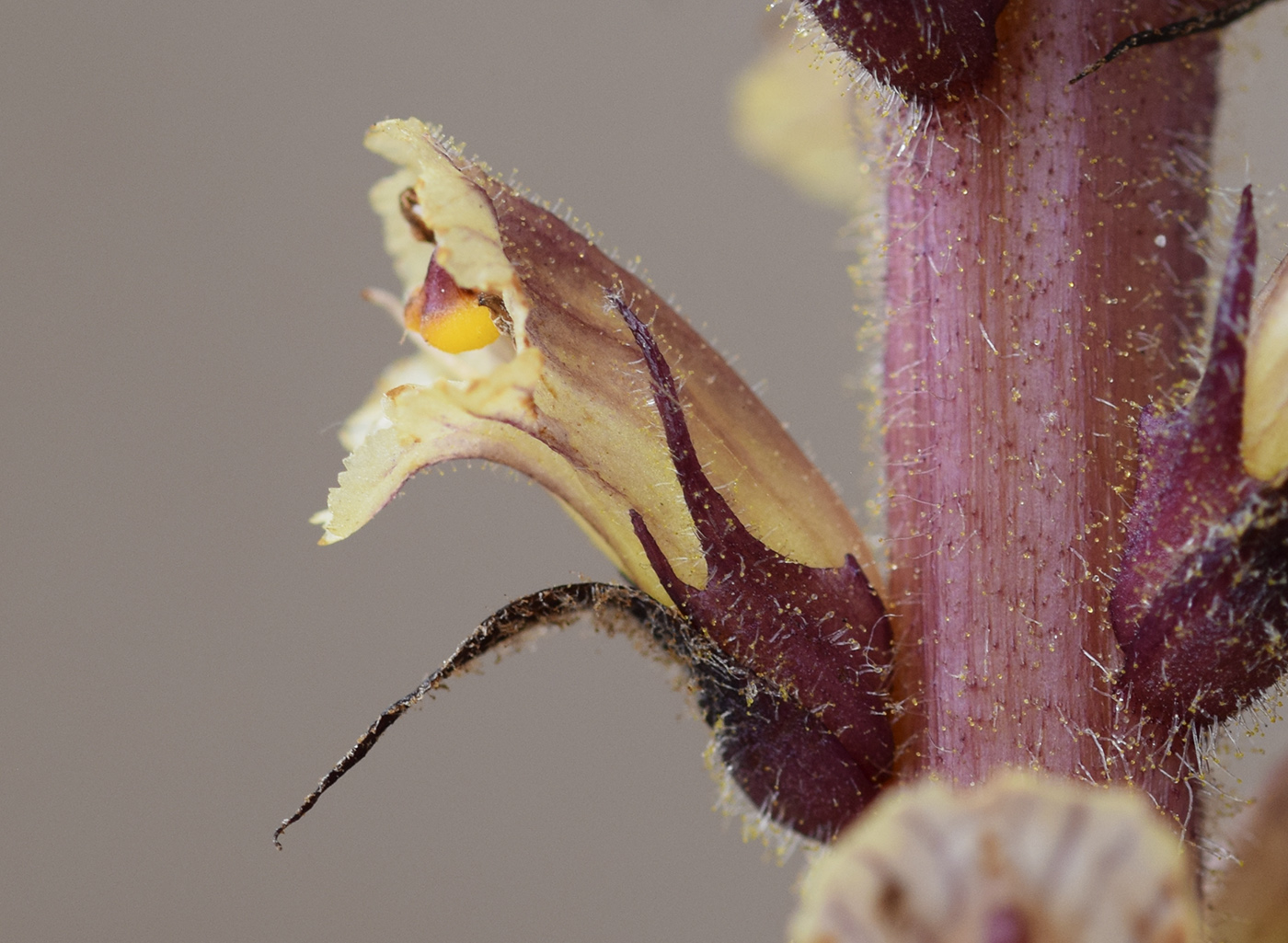 Изображение особи Orobanche hederae.