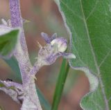 Solanum lichtensteinii