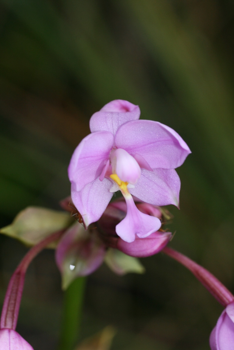 Изображение особи Spathoglottis plicata.