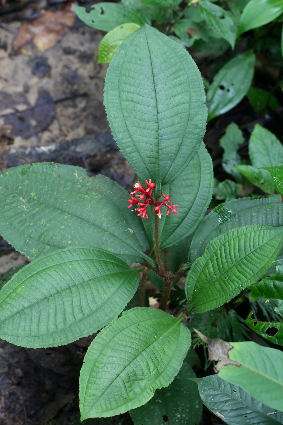Image of Miconia caquetana specimen.
