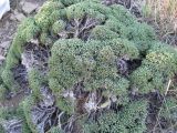 Nanophyton grubovii