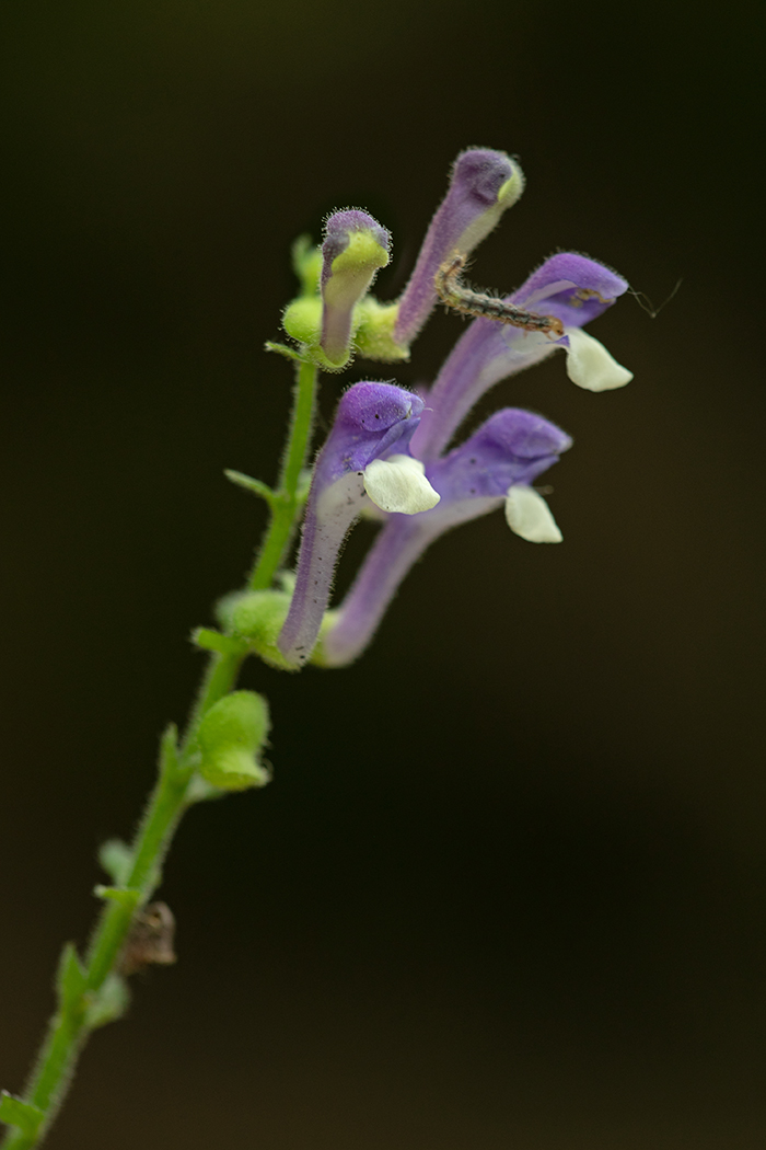 Image of Scutellaria altissima specimen.