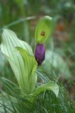 Cypripedium &times; ventricosum