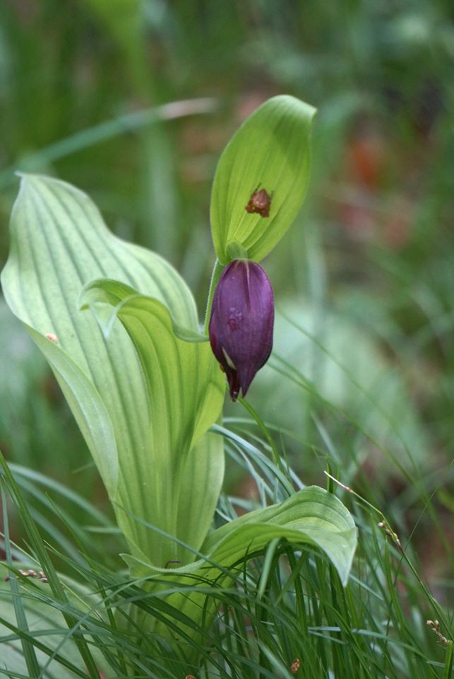 Изображение особи Cypripedium &times; ventricosum.