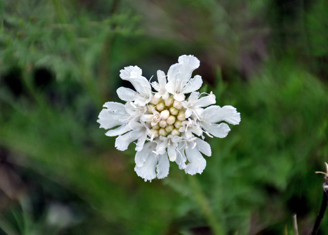 Изображение особи Lomelosia isetensis.