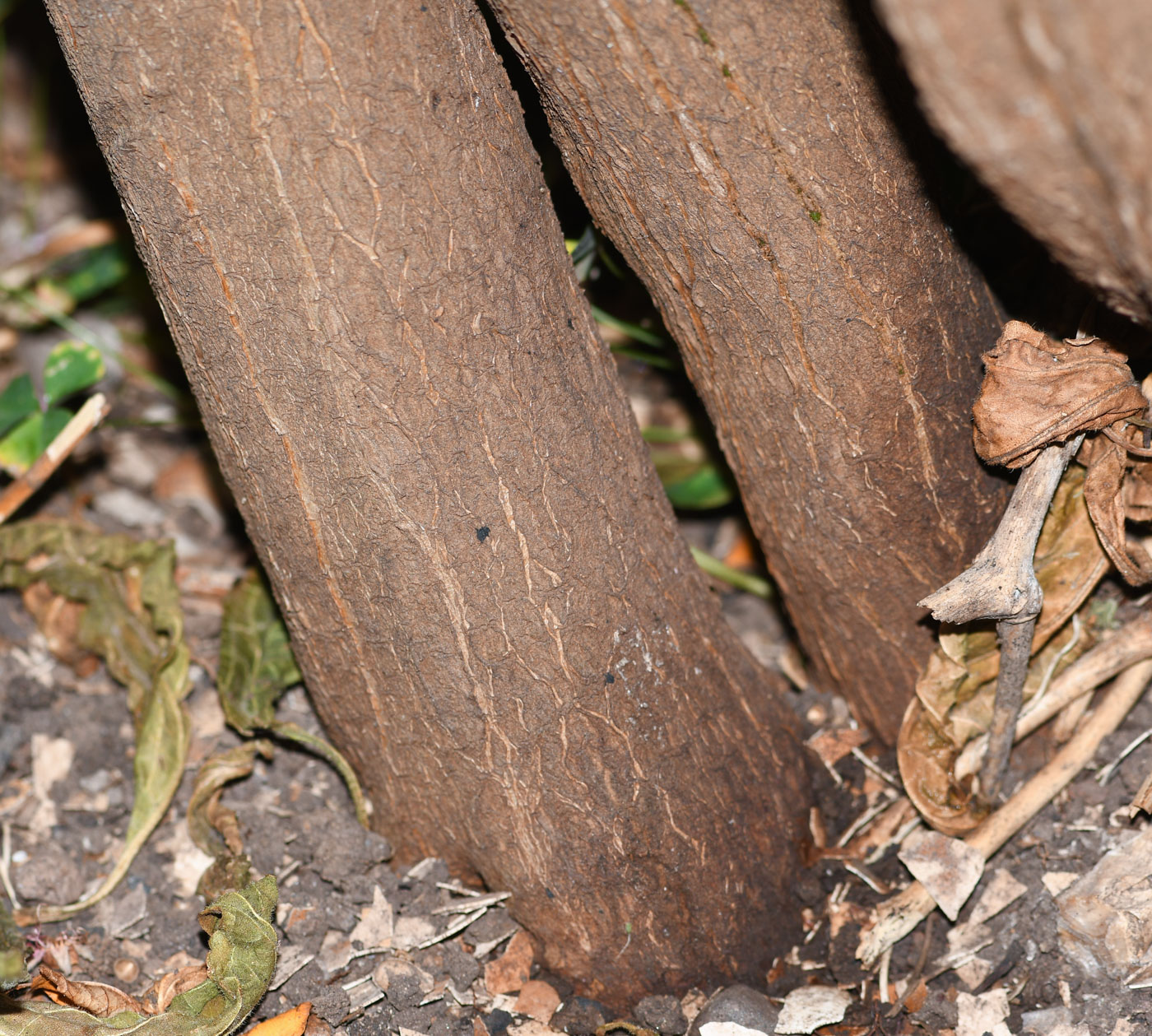 Image of Capsicum pubescens specimen.