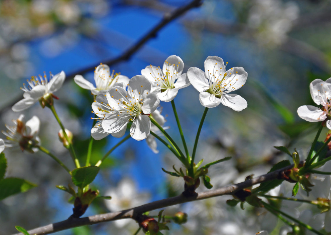 Изображение особи Cerasus vulgaris.