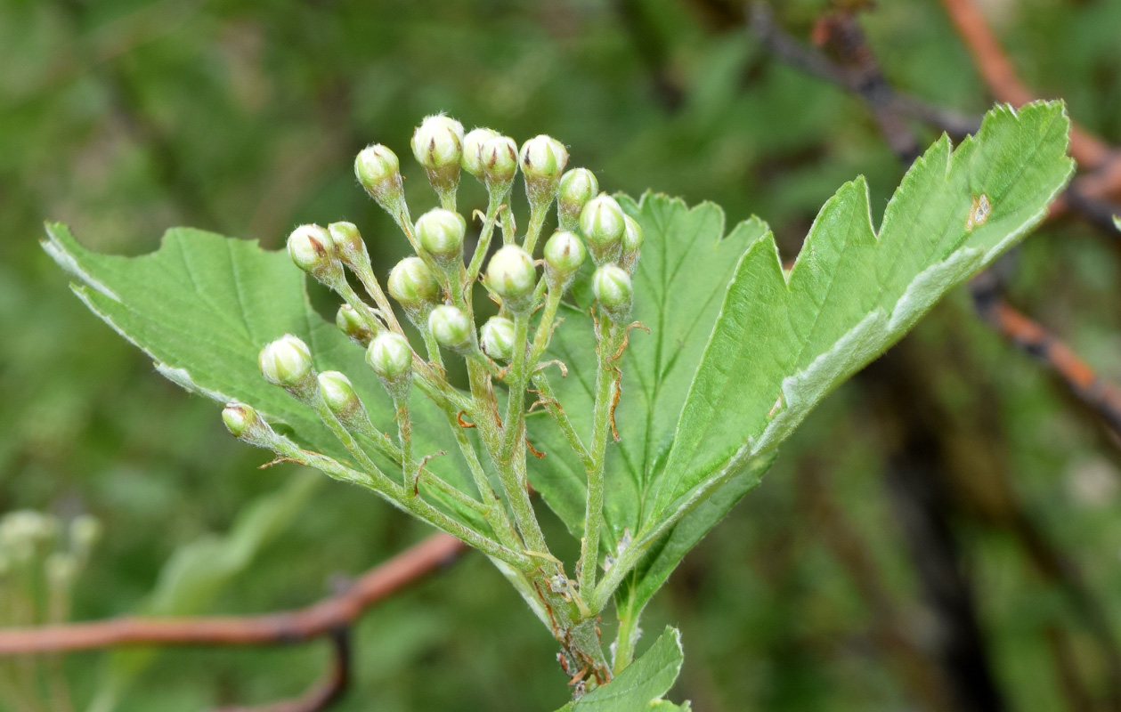 Изображение особи Sorbus persica.