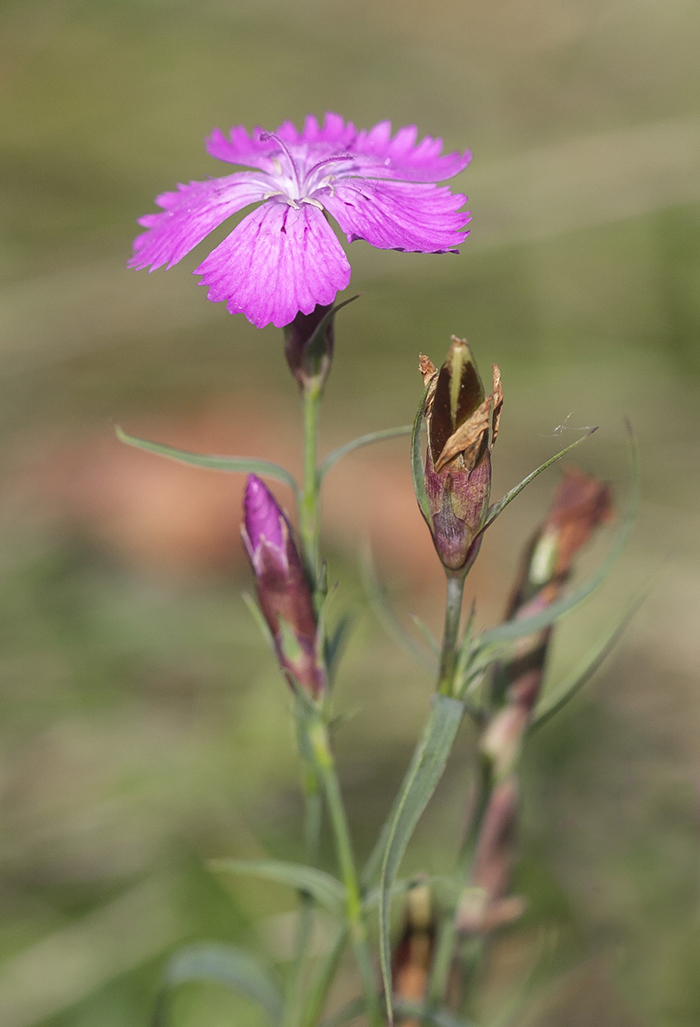 Image of Dianthus fischeri specimen.