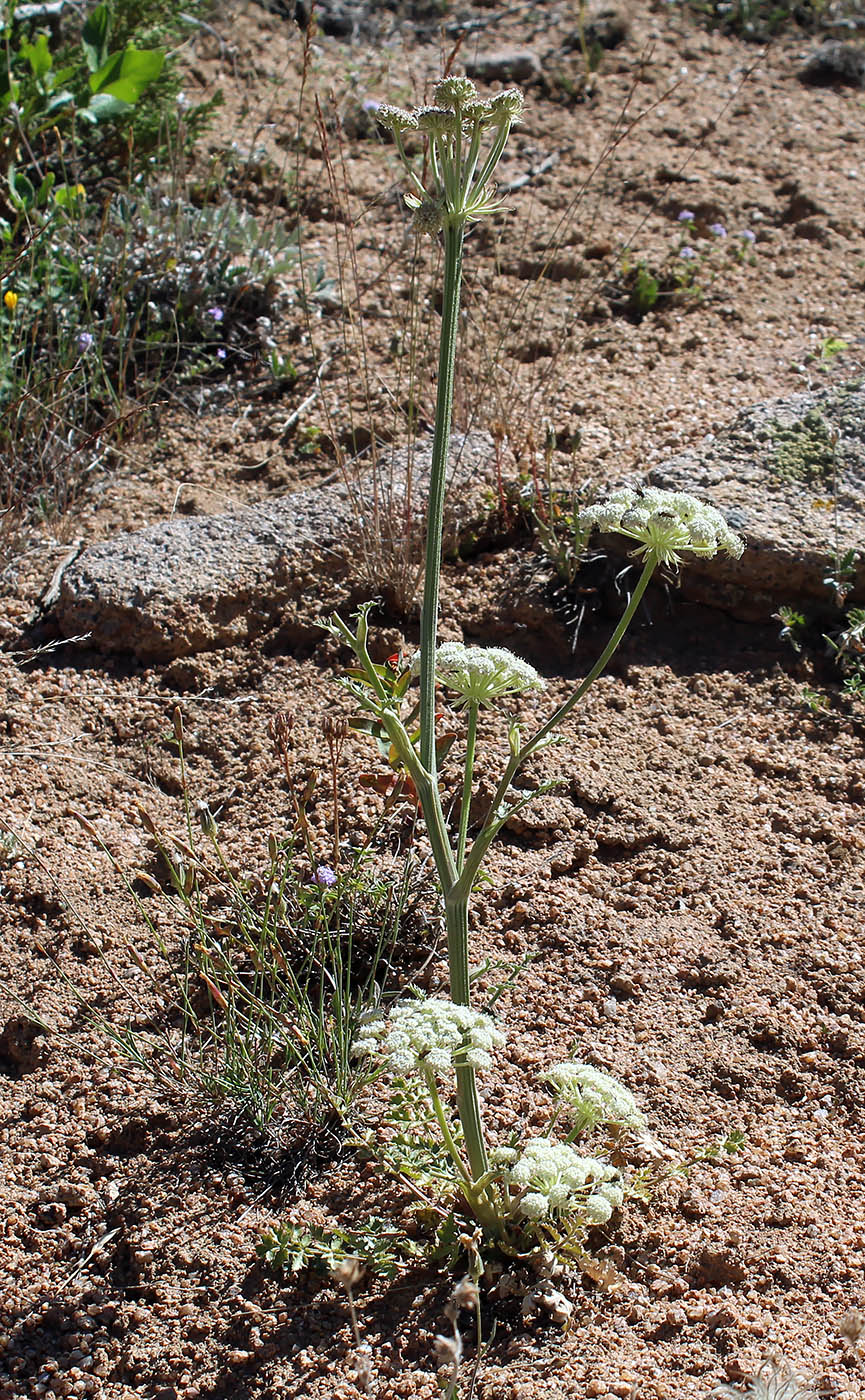 Image of Pilopleura tordyloides specimen.