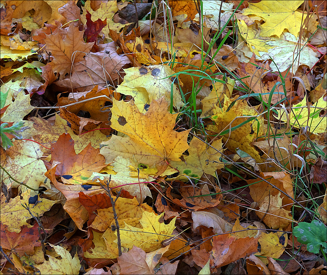 Image of Acer platanoides specimen.