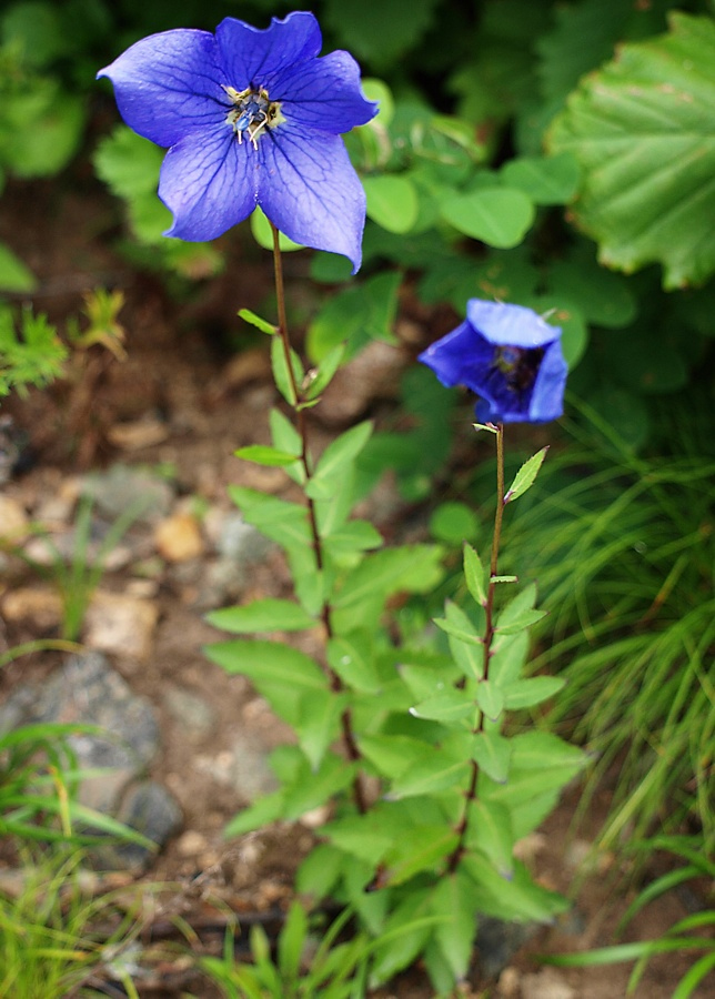 Image of Platycodon grandiflorus specimen.