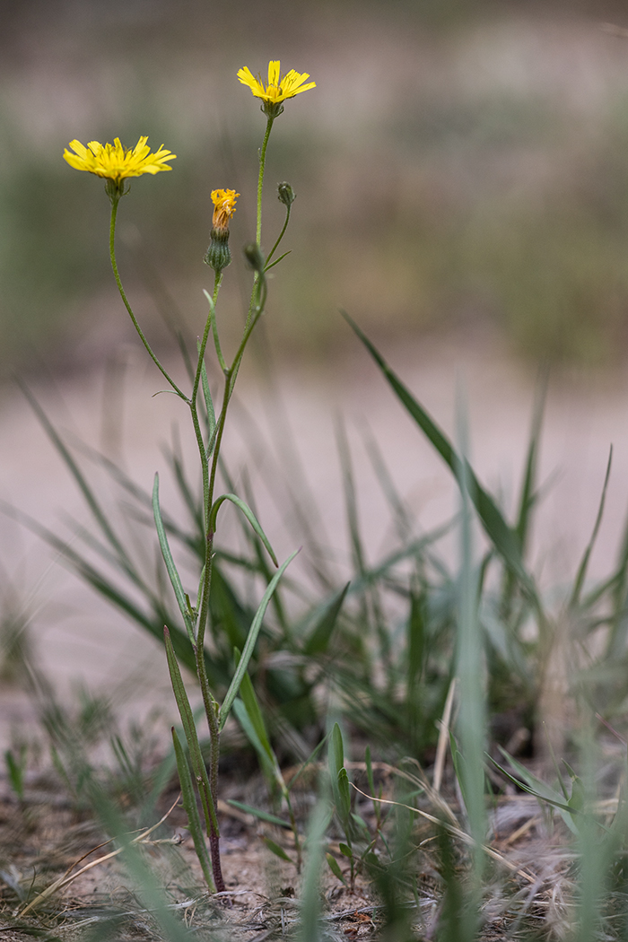 Изображение особи Crepis tectorum.