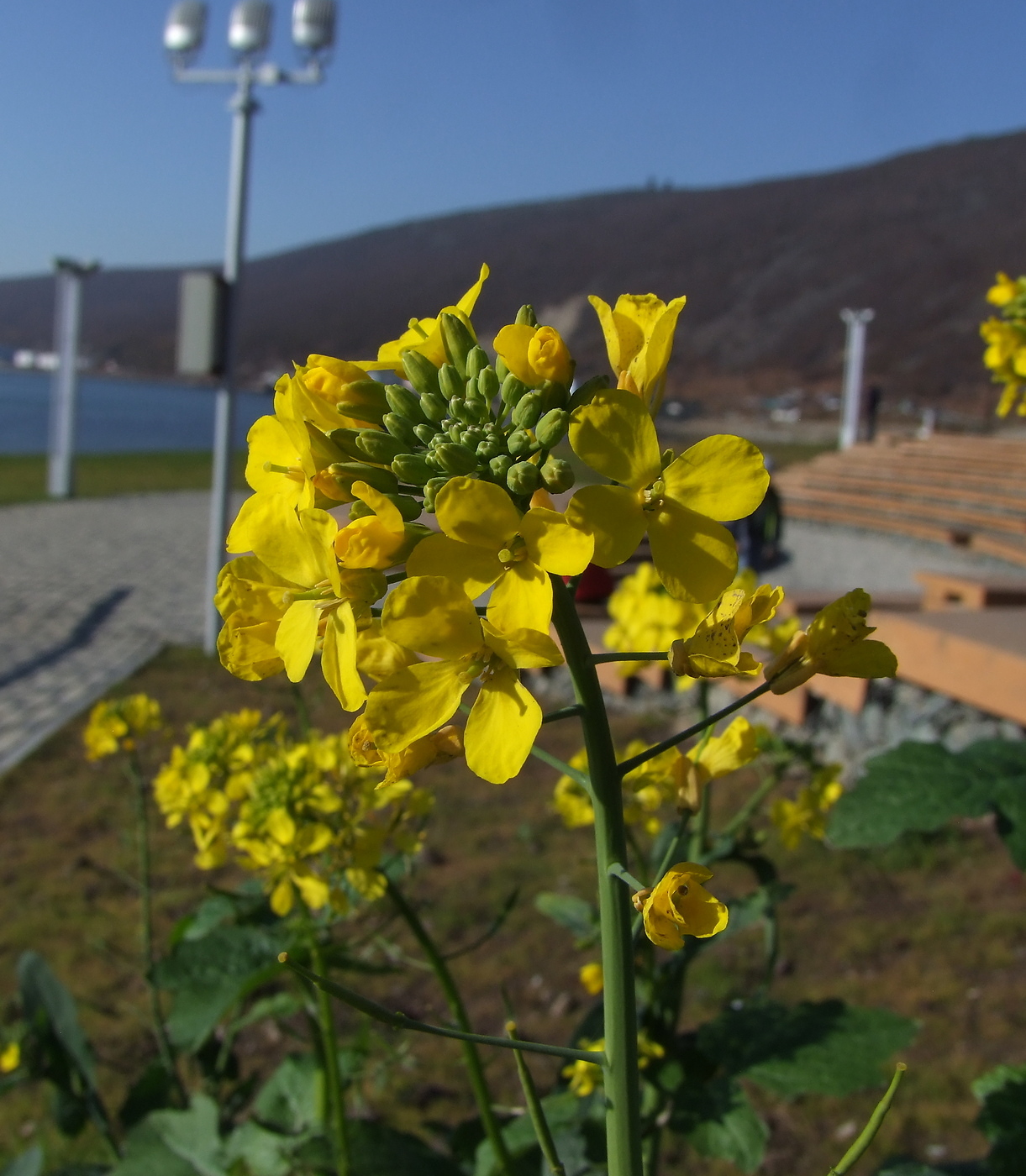 Изображение особи Brassica napus.