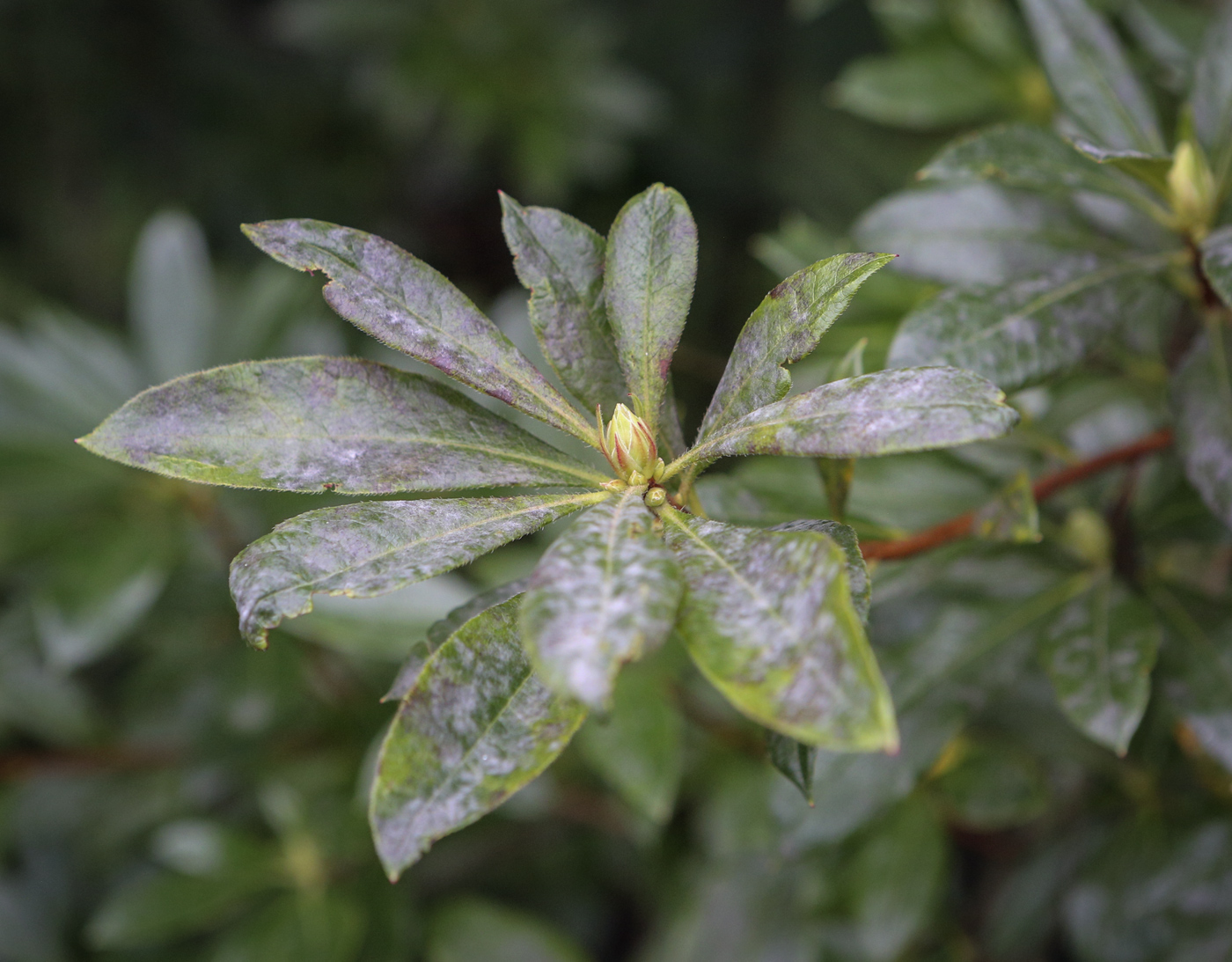 Image of Rhododendron occidentale specimen.