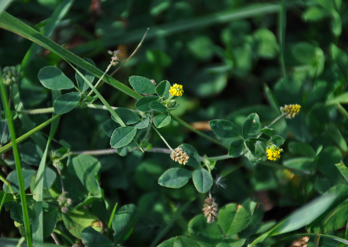 Image of Medicago lupulina specimen.