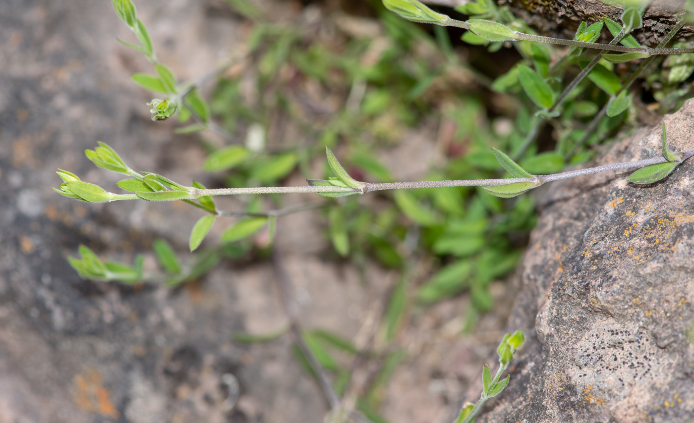 Image of Arenaria soratensis specimen.