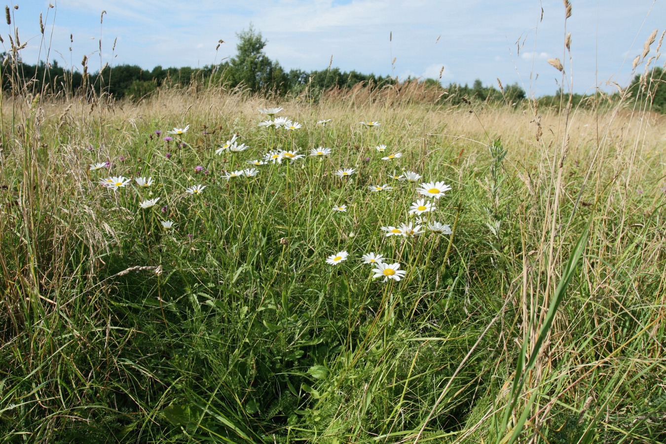 Изображение особи Leucanthemum ircutianum.