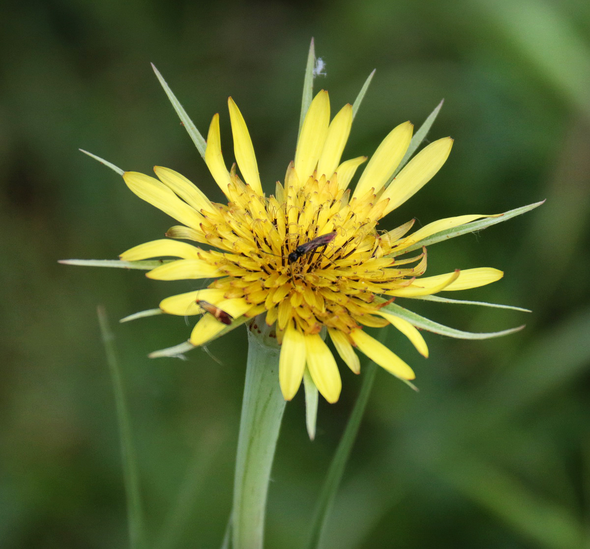 Изображение особи Tragopogon dubius.