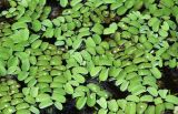 Salvinia natans