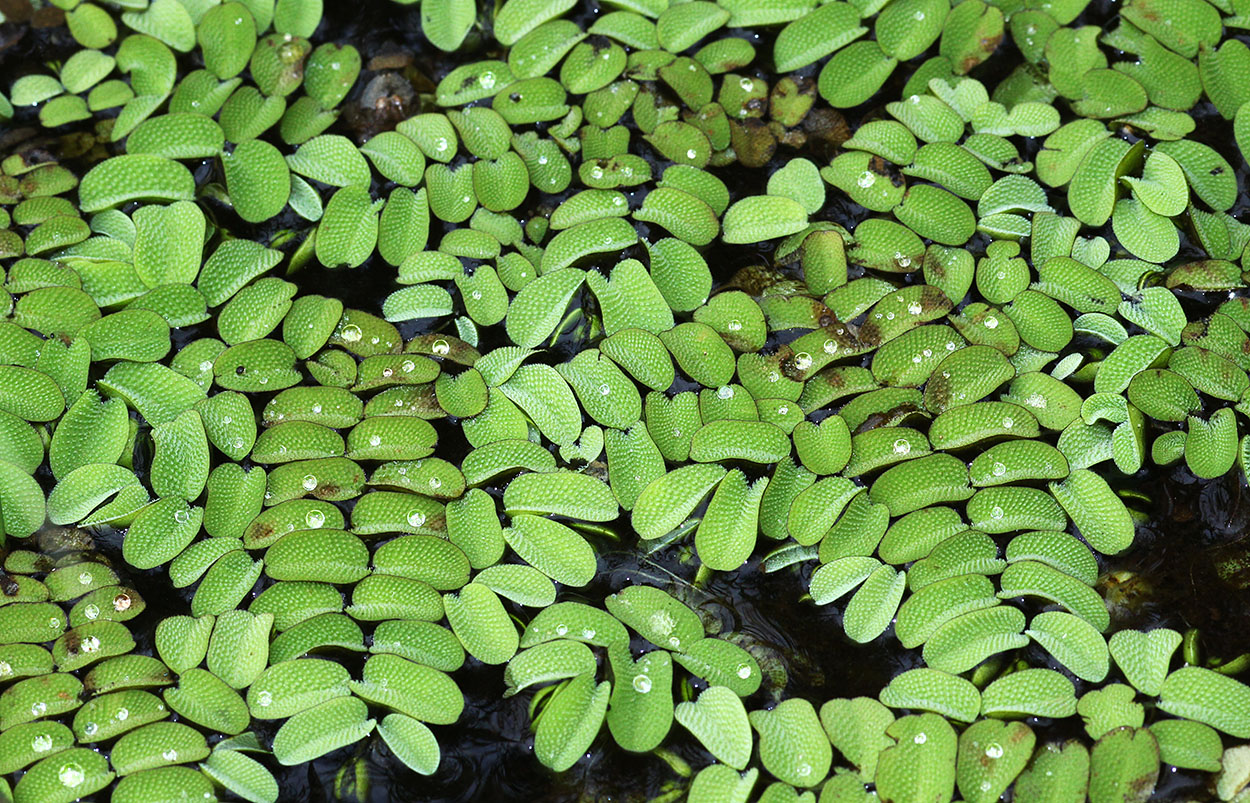 Image of Salvinia natans specimen.