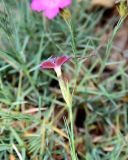 Dianthus acantholimonoides