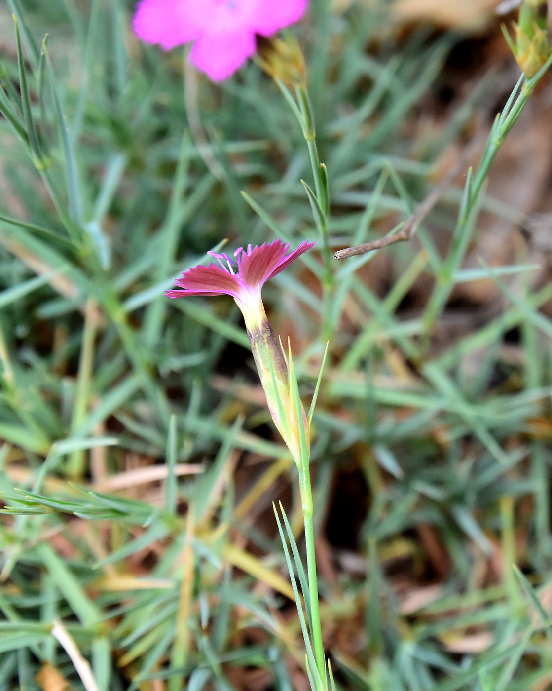 Изображение особи Dianthus acantholimonoides.