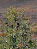 Atriplex aucheri