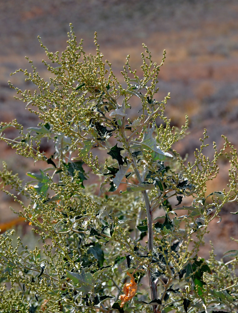 Изображение особи Atriplex aucheri.