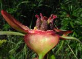 Paeonia intermedia