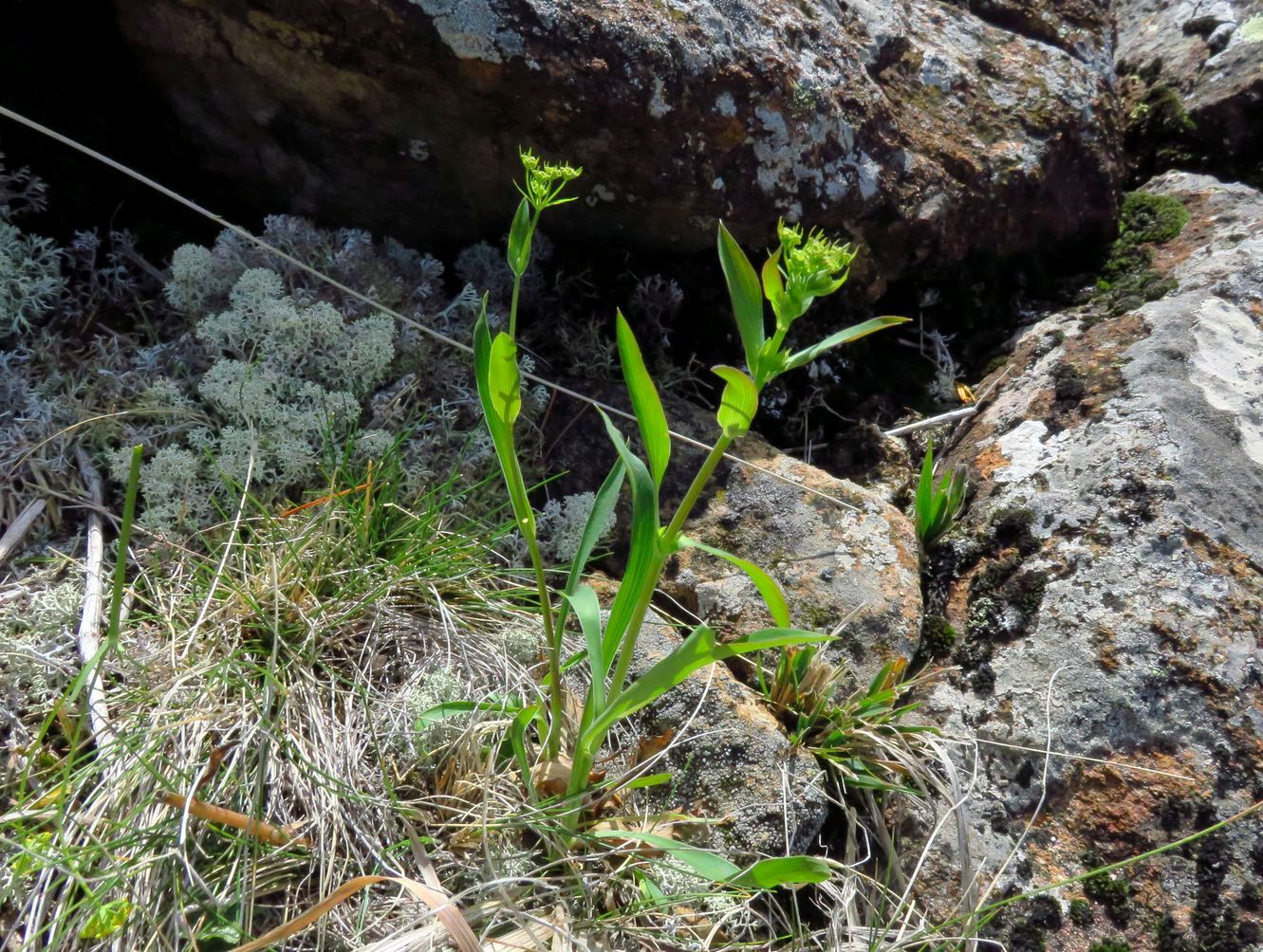 Image of Bupleurum martjanovii specimen.