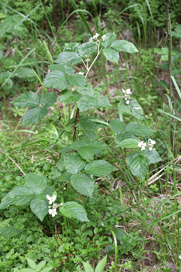 Изображение особи Rubus nessensis.