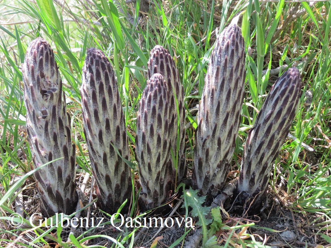 Image of Cistanche fissa specimen.