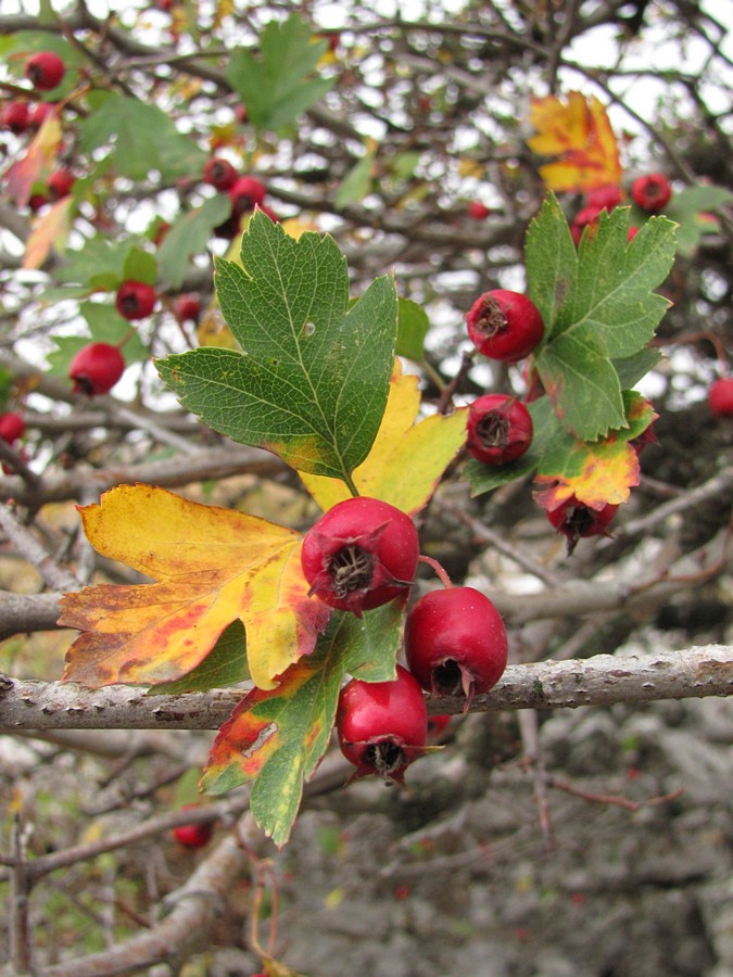 Image of Crataegus monogyna specimen.