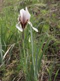 Iris korolkowii