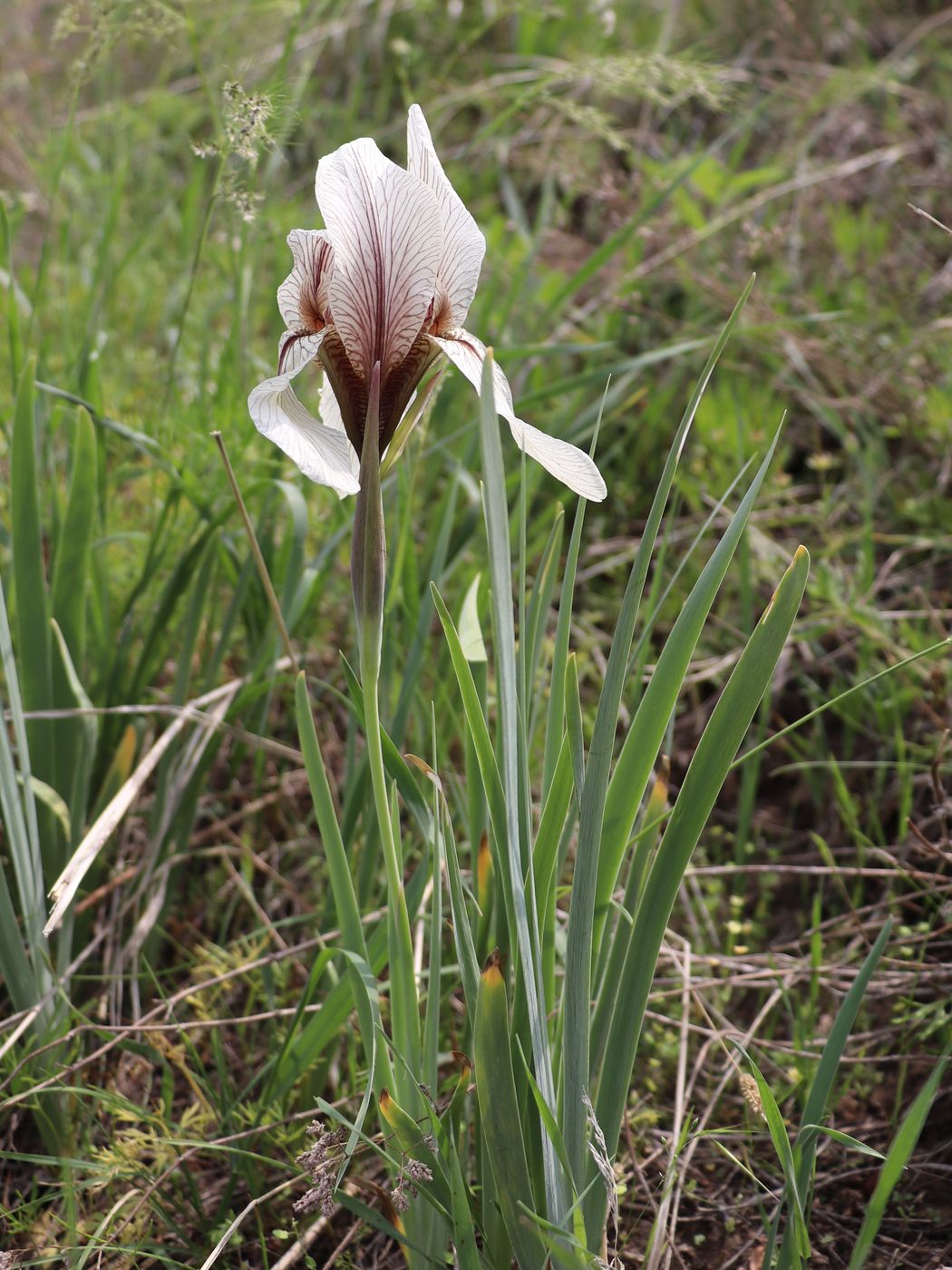 Image of Iris korolkowii specimen.