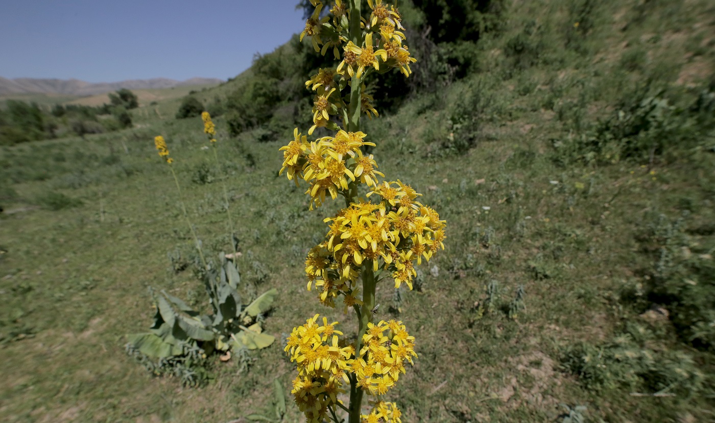 Image of Ligularia heterophylla specimen.