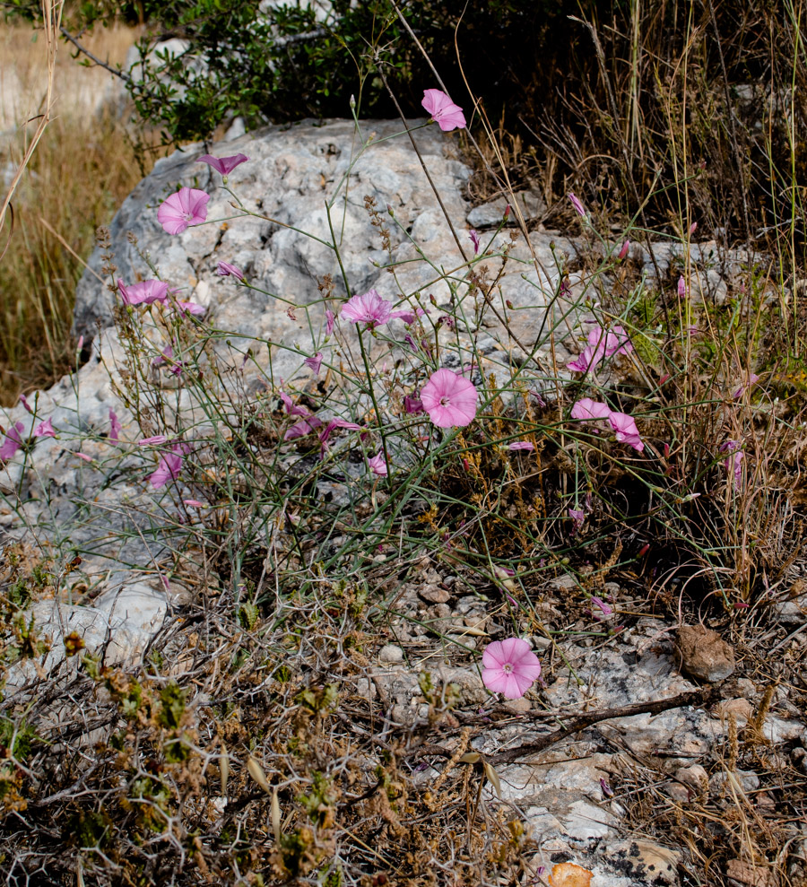 Image of Convolvulus dorycnium specimen.