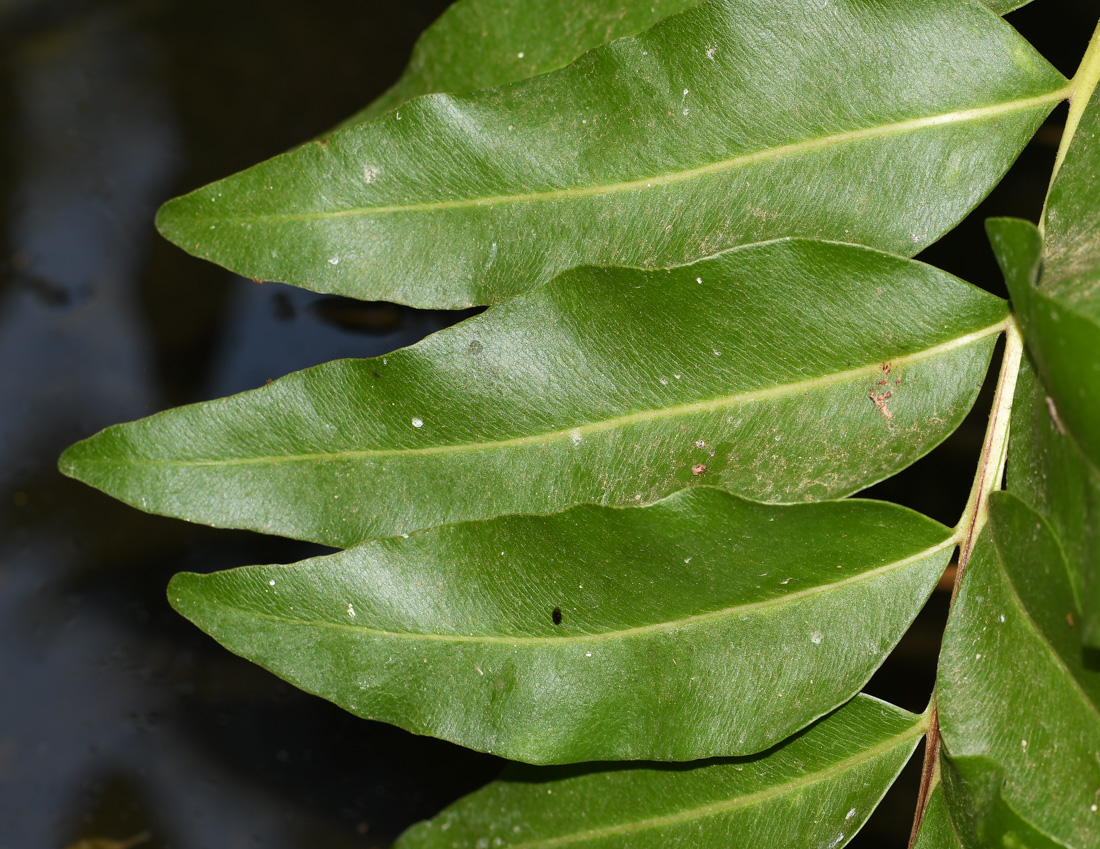 Image of Acrostichum aureum specimen.