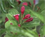 Weigela hybrida