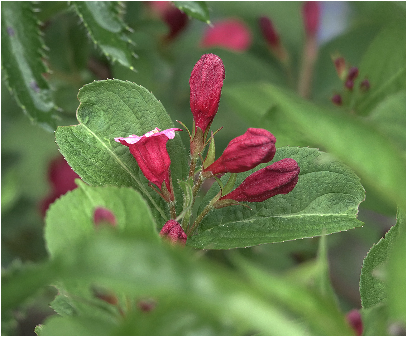 Image of Weigela hybrida specimen.